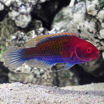 Cirrhilabrus cyanopleura Ruby Head Fairy Wrasse (reef safe)