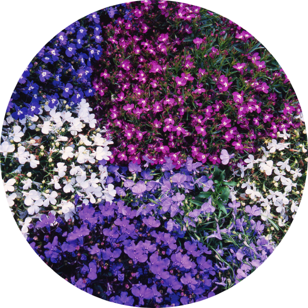 Lobelia - String Of Pearls