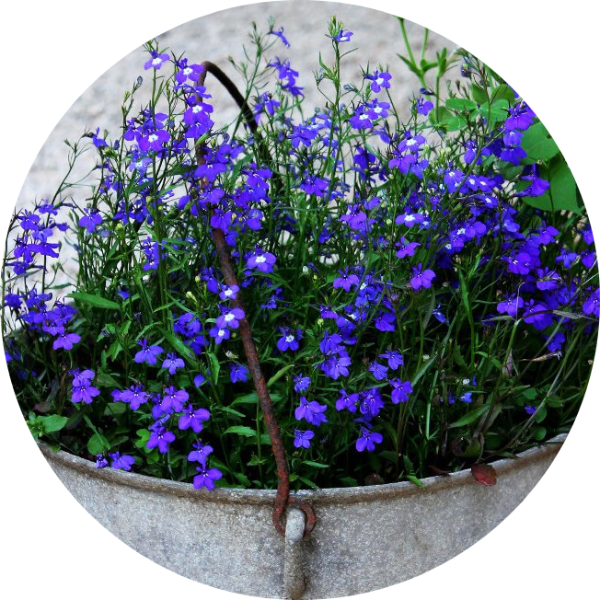 Lobelia - Kejsar Wilhelm