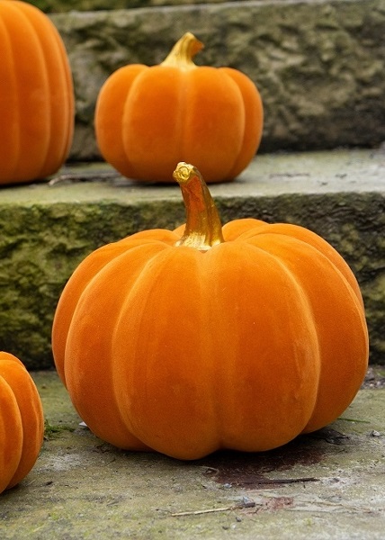 Pumpa - Orange - 20x18 cm