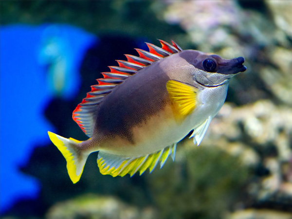 Siganus magnificus (reef safe)
