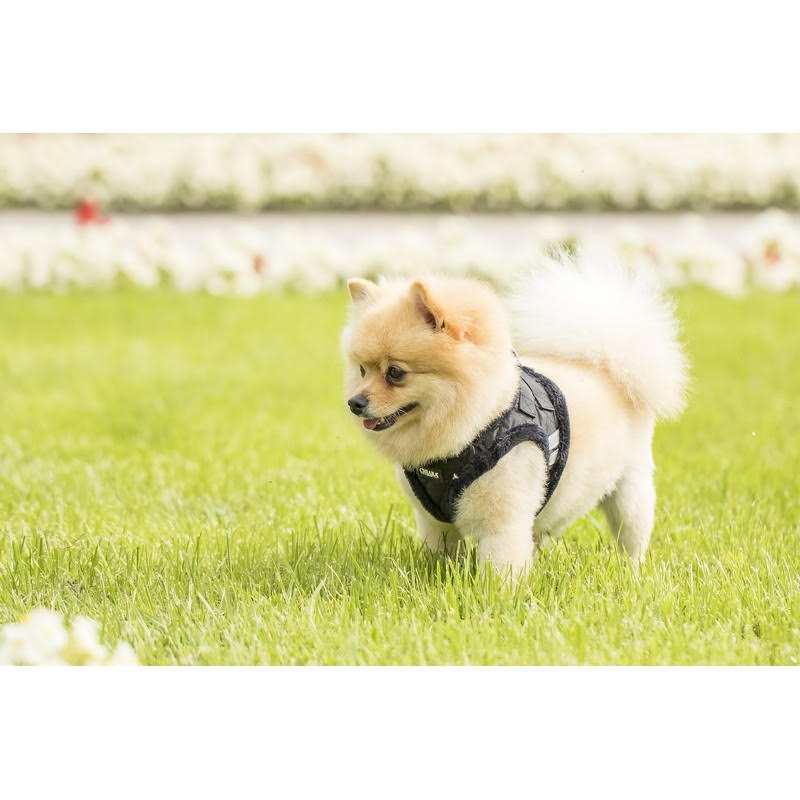 Chiara Softly Lined Black Dog Harness - 3
