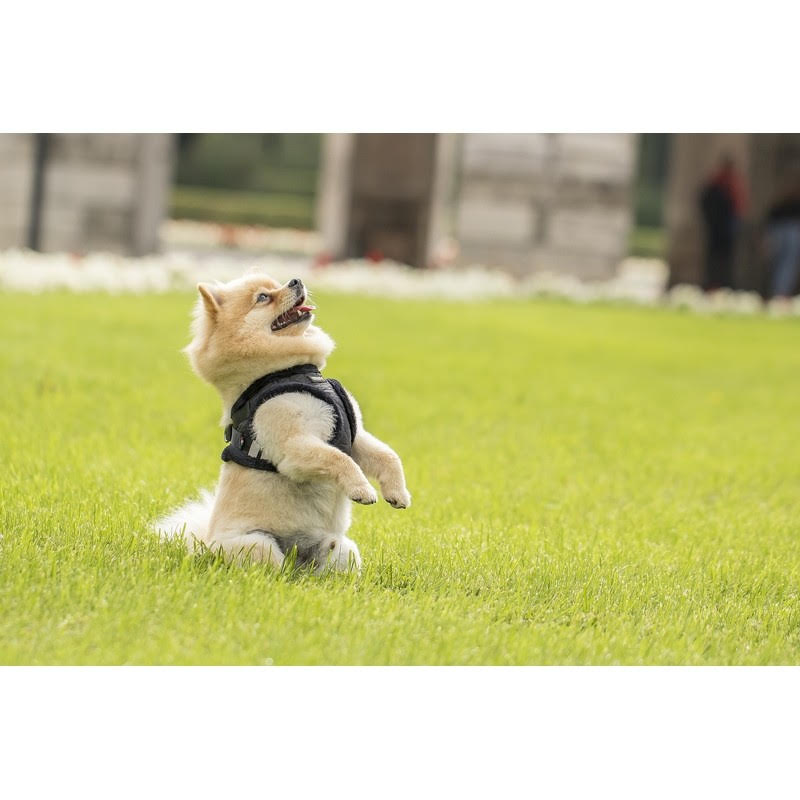 Chiara Softly Lined Black Dog Harness - 2