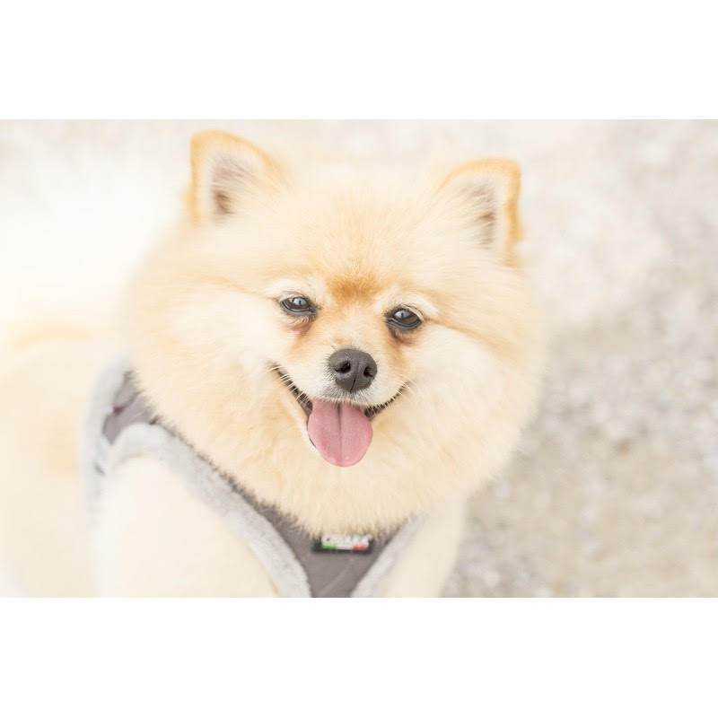 Chiara Softly Lined Grey Dog Harness - 4