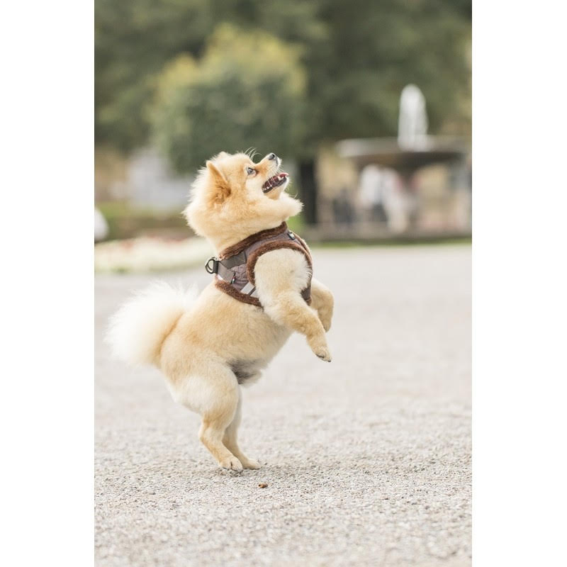 Chiara Soft-Lined Brown Dog Harness - 3