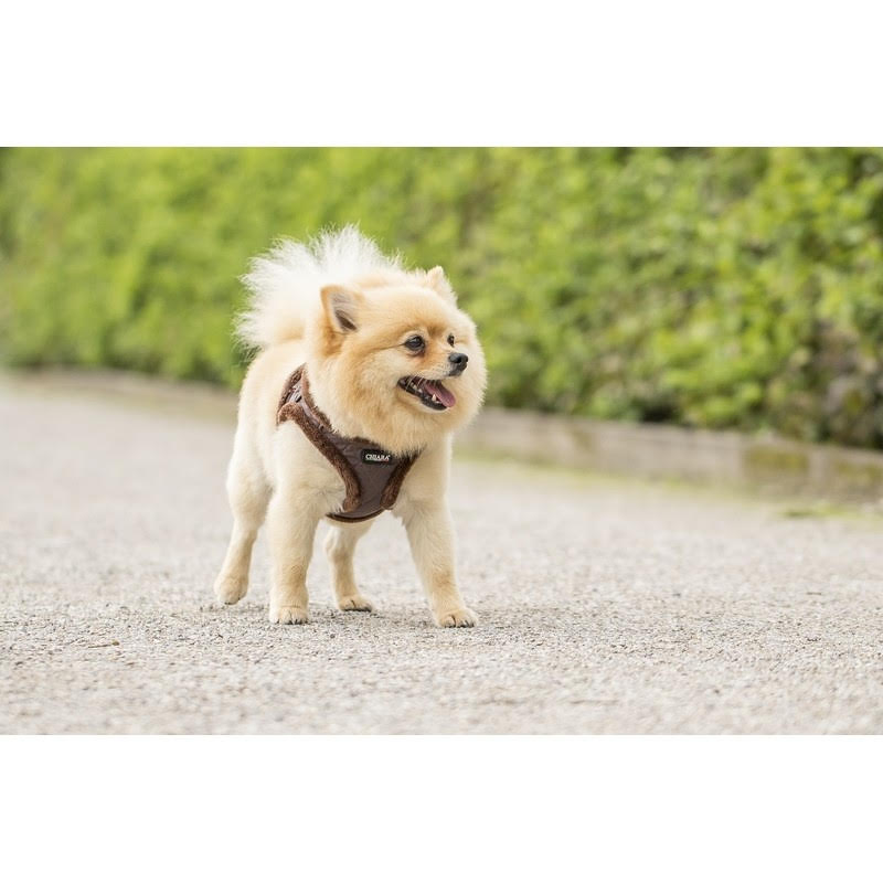 Chiara Soft-Lined Brown Dog Harness - 4