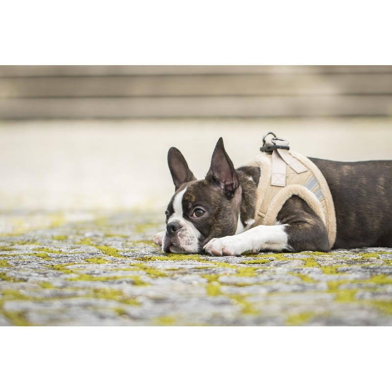 Chiara Softly Lined Beige Dog Harness - 2
