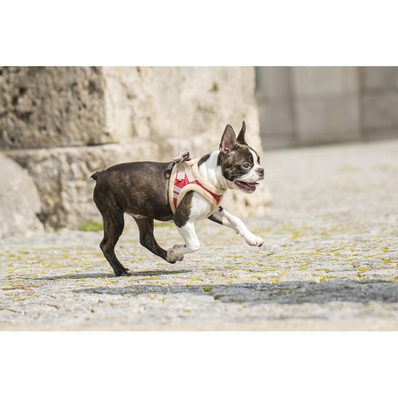 Chiara Softly Lined Red Dog Harness - 3
