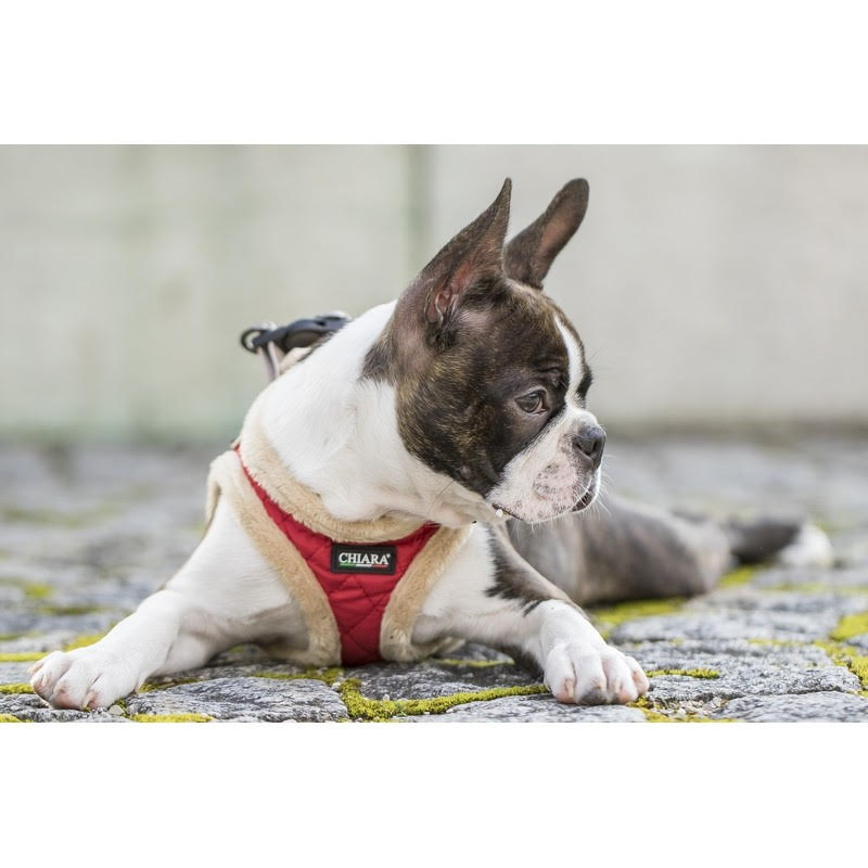 Chiara Softly Lined Red Dog Harness - 2