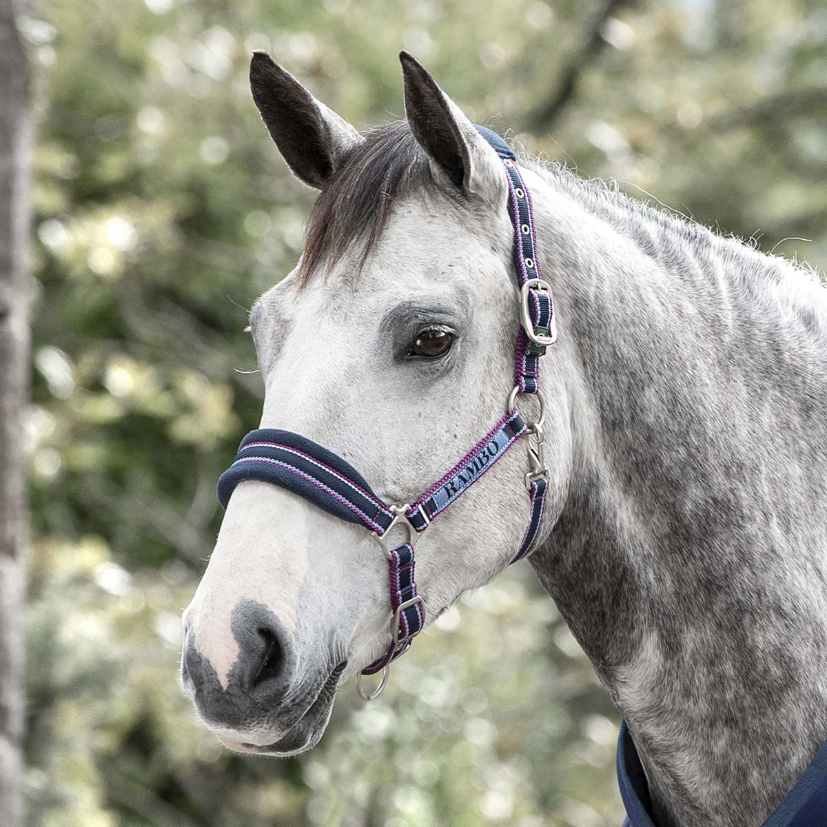 RAMBO PADDED HEADCOLLAR - 2