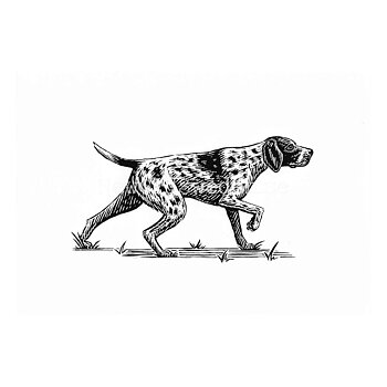 Boston Terrier 2020 - Dylan Goldberger - Postcard A6 - 1607