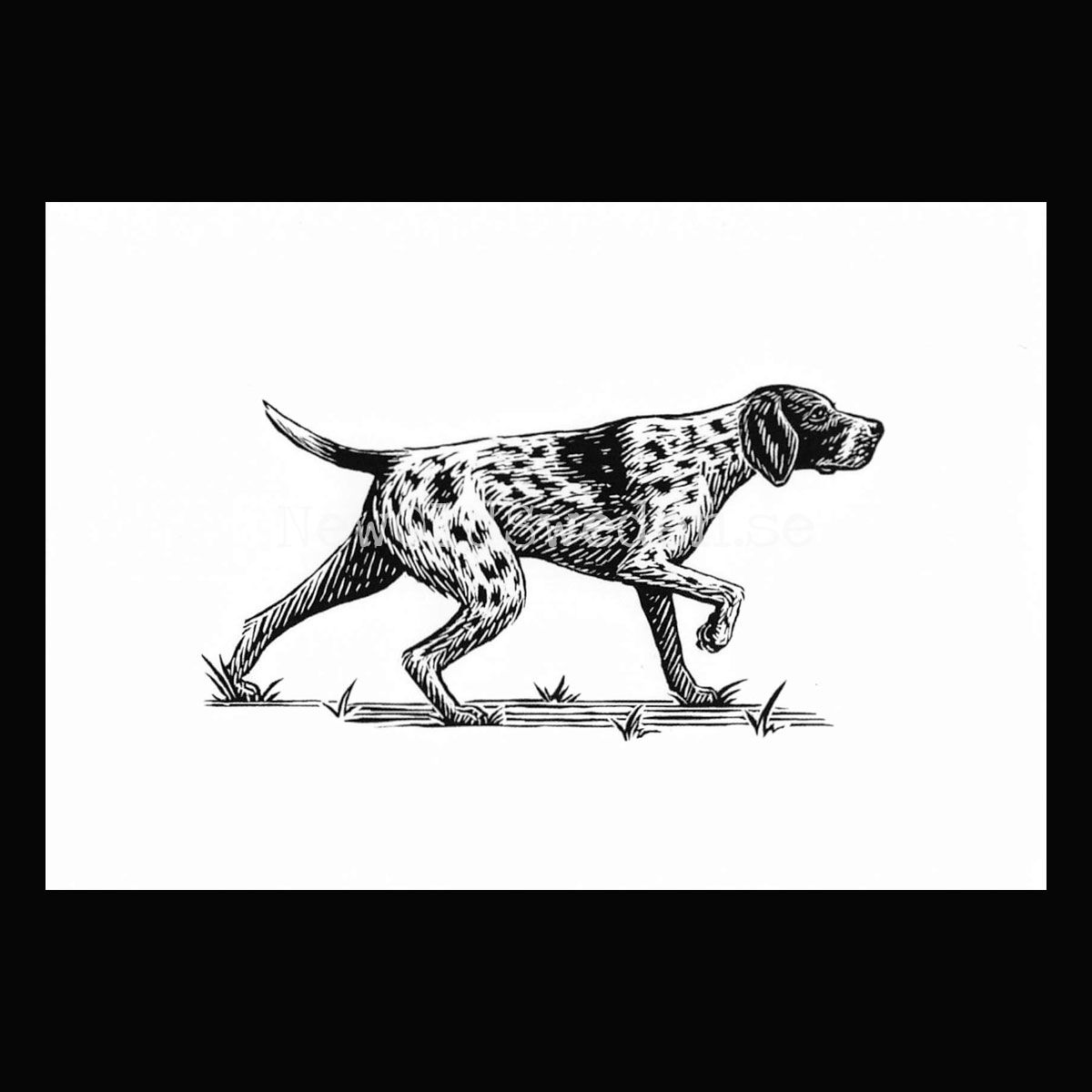 Boston Terrier 2020 - Dylan Goldberger - Postcard A6 - 1607