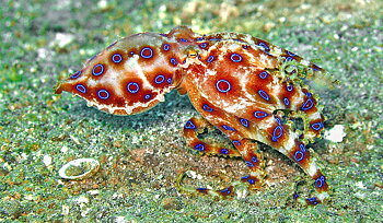 Hapalochlaena lunulata