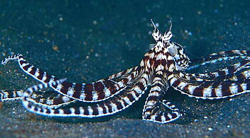 Thaumoctopus mimicus