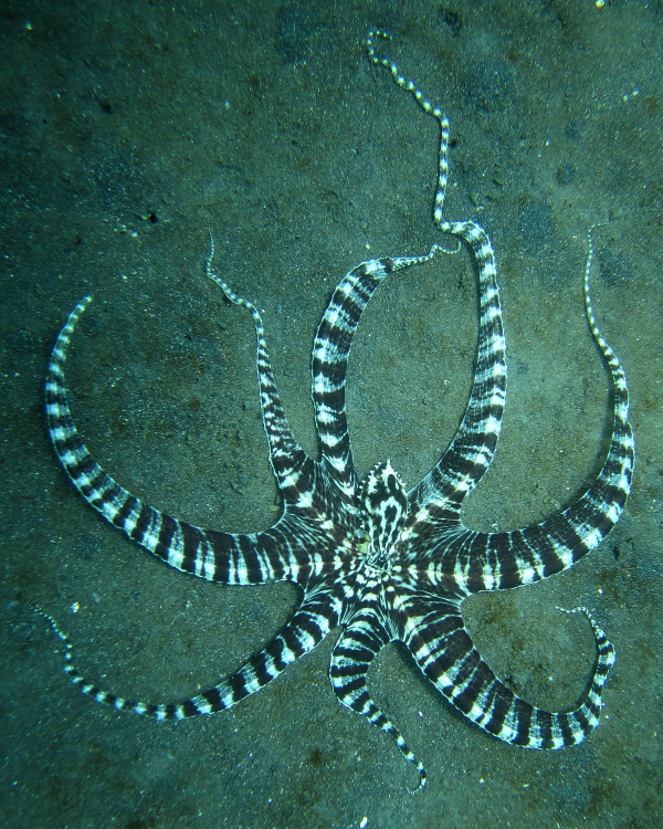 Thaumoctopus mimicus - 2