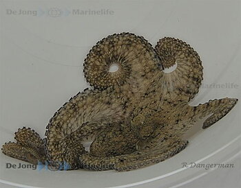 Octopus spp