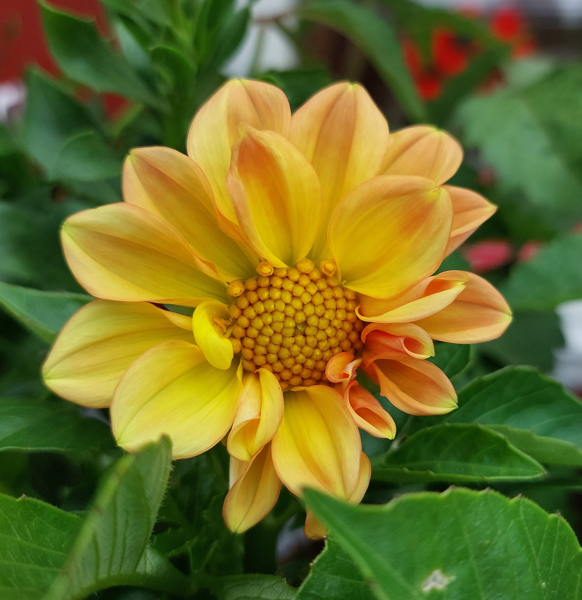 Dahlia Gartenfreude 30 frö - 2