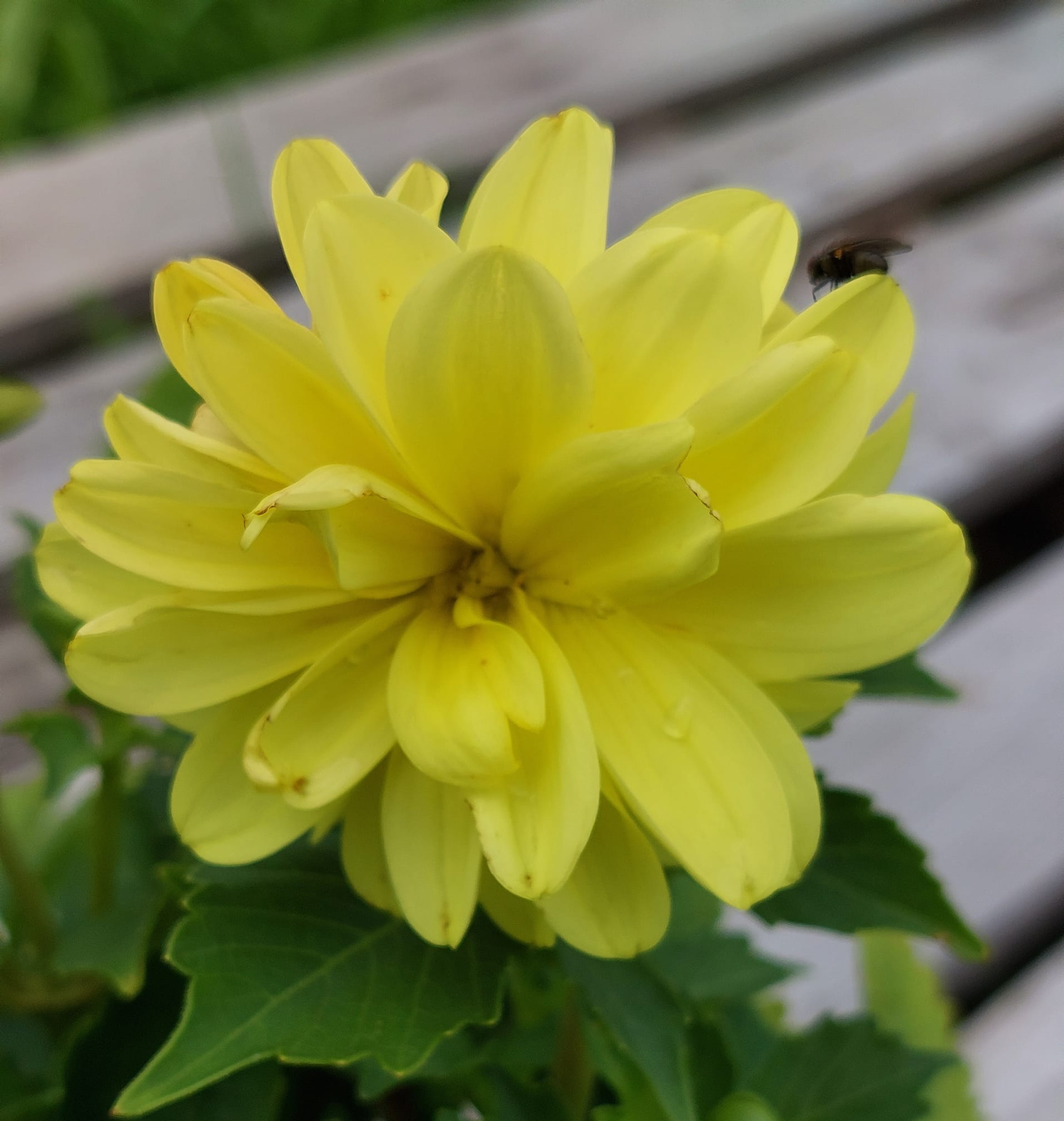 Dahlia Gartenfreude 30 frö - 3