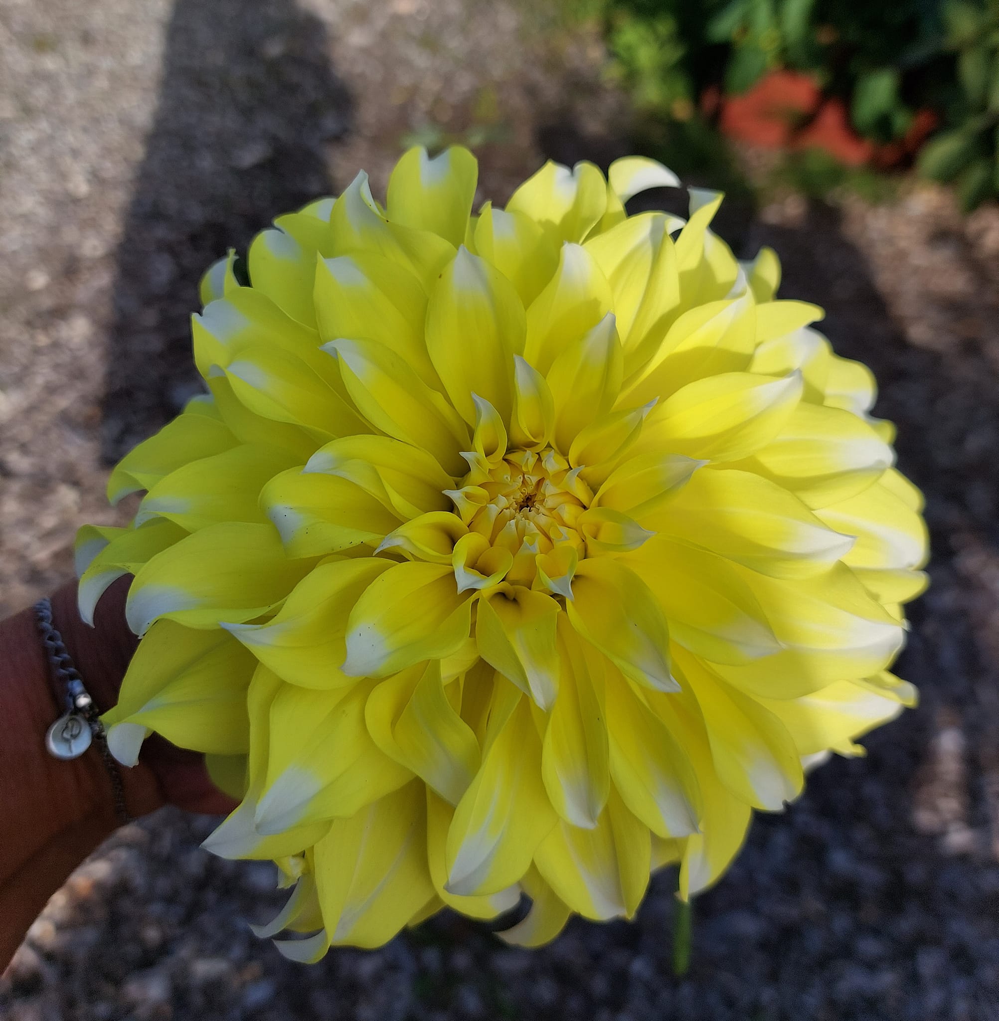 Dahlia rot Hollyhill Lemon Ice "Dekorativ Småblommande"  - 2