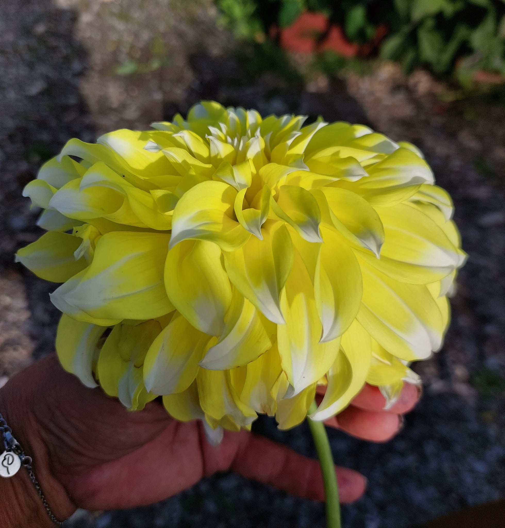 Dahlia rot Hollyhill Lemon Ice "Dekorativ Småblommande"  - 3