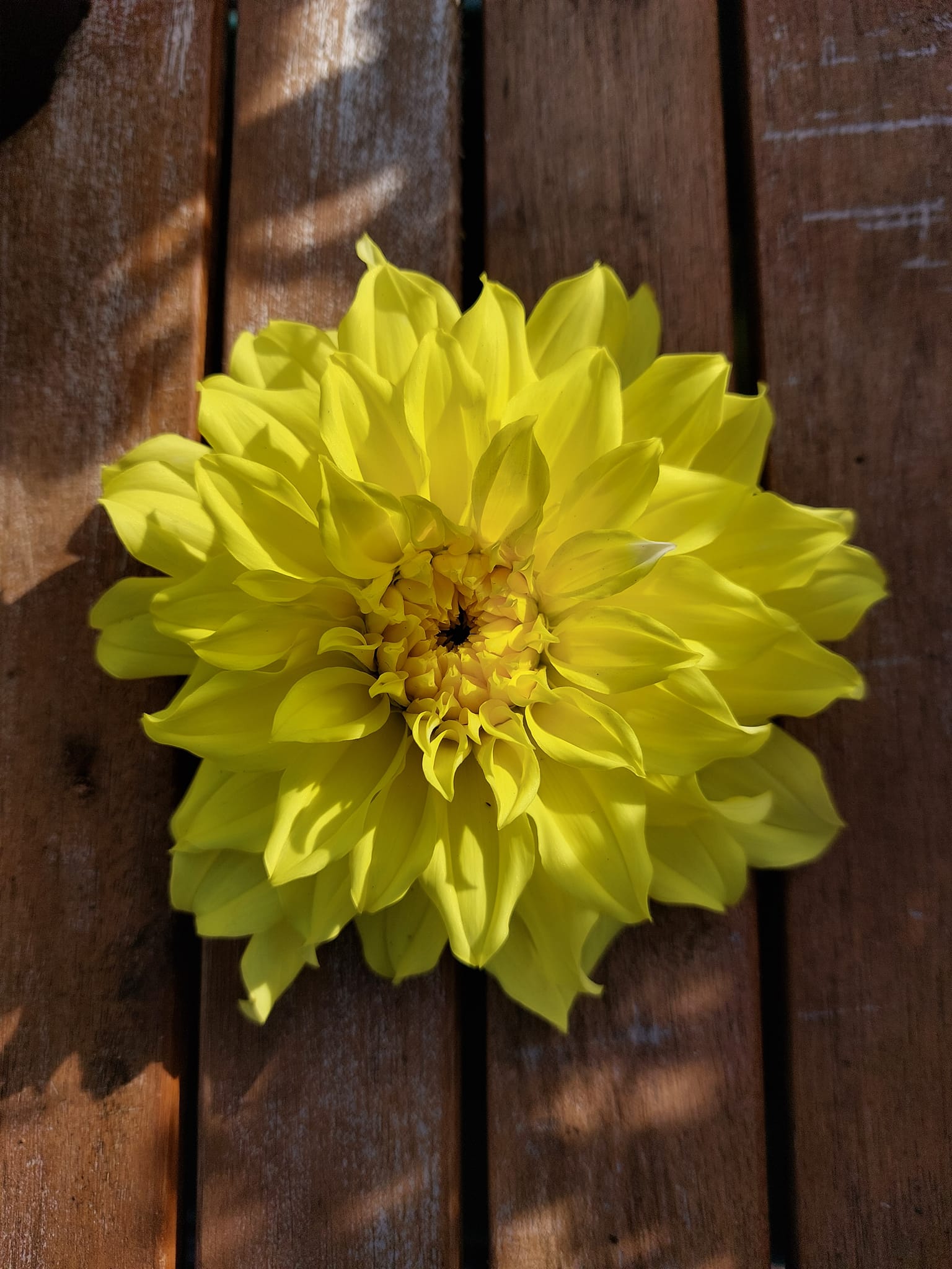 Dahlia rot Hollyhill Lemon Ice "Dekorativ Småblommande"  - 4