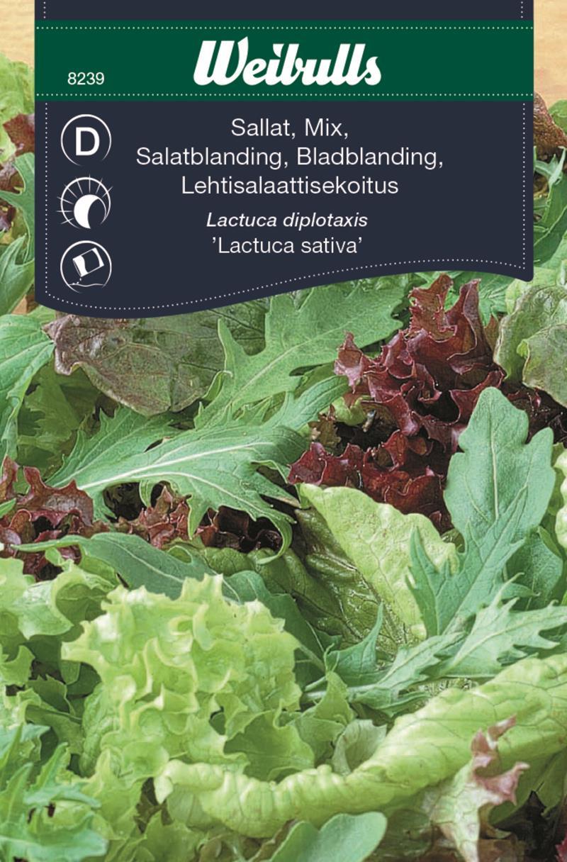 8239 Salladsblandning   Lactuca sativa - 2