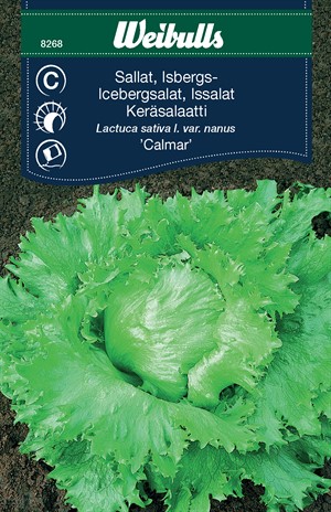 8268 Sallat, Isbergs-  Lactuca sativa l. var. nanus