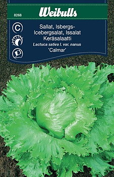 8268 Sallat, Isbergs-  Lactuca sativa l. var. nanus