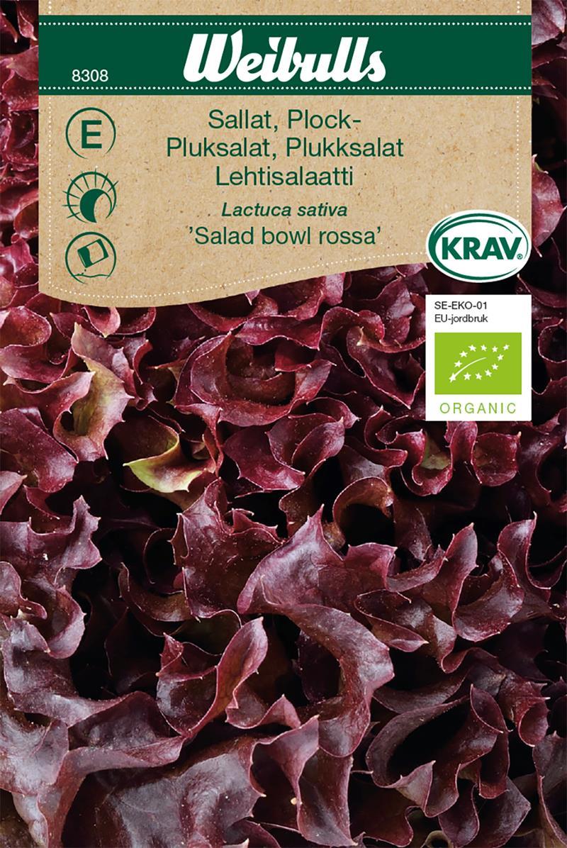 8308 Sallat, plock-, KRAV  Lactuca sativa