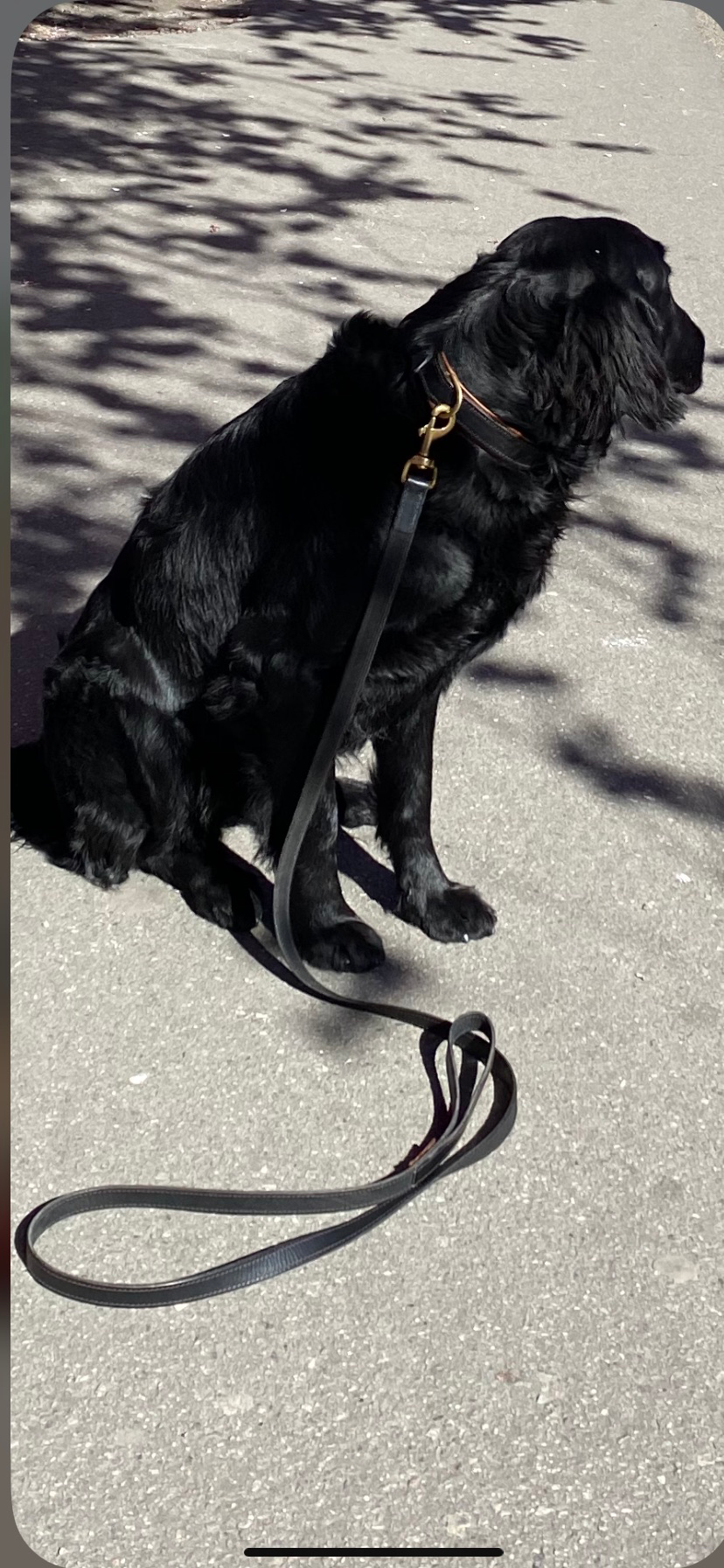 Canach Leather Leash Black - 3
