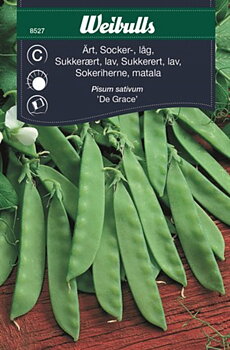 8527 Sockerärt, Låg (grön)  Pisum sativum