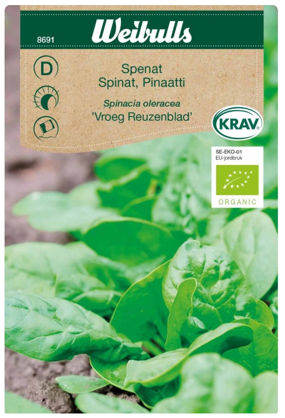 8691 Spenat KRAV Vroeg Reuzenblad    Spinacia oleracea - 3