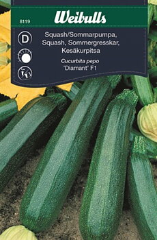 8119 Squash/Sommarpumpa    Cucurbita pepo
