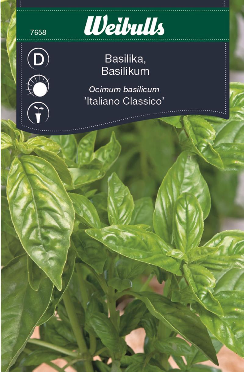 7658, Basilika italiano classic   Ocimum basilicum - 3