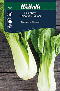 7967 Pak choy    Brassica rapa