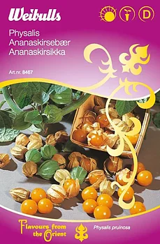 8467  Physalis (gul)  grisea -