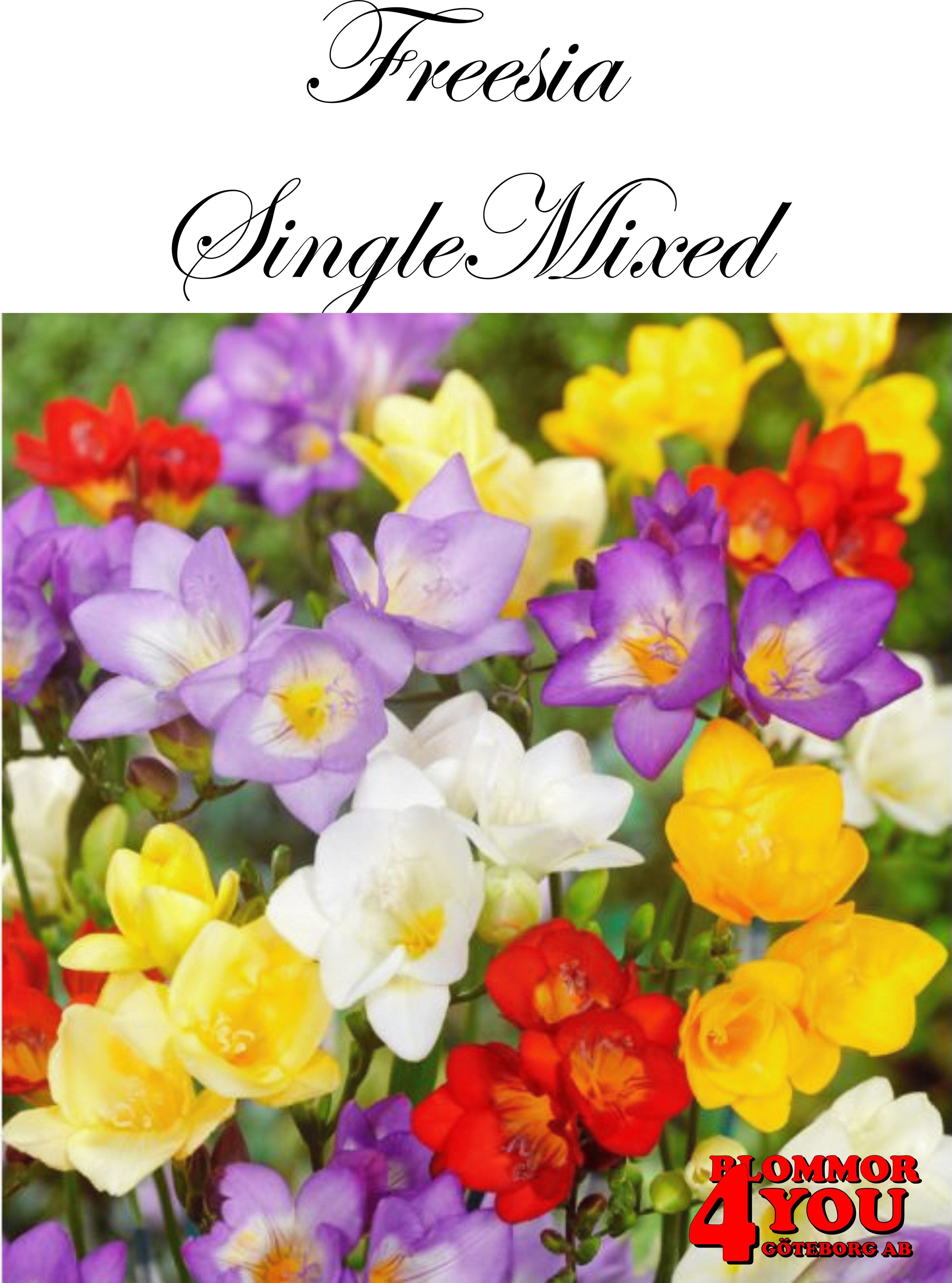 Freesia Single Mixed