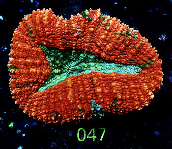 Lobophyllia spp. Super Premium Ausi