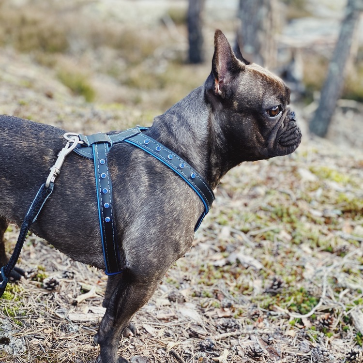 Raddna Collection New York Dog Harness