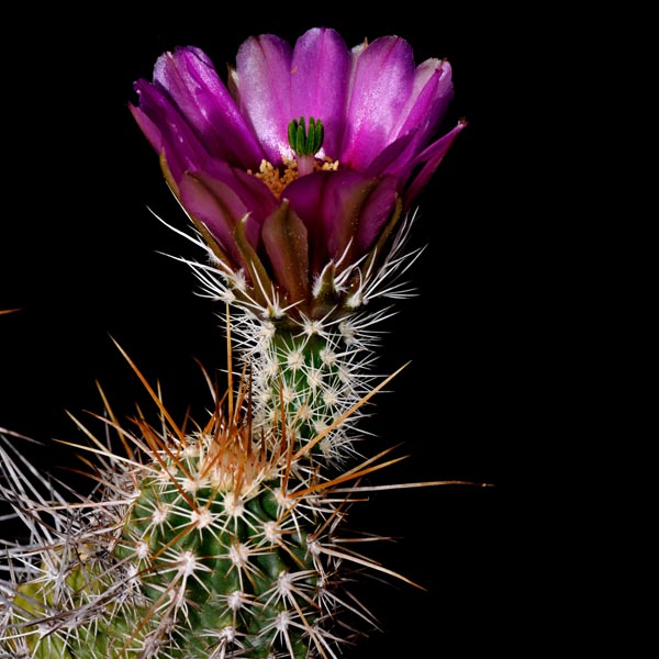 Echinocereus engelmannii fma decumbens (Flagstaff-Page, AZ)