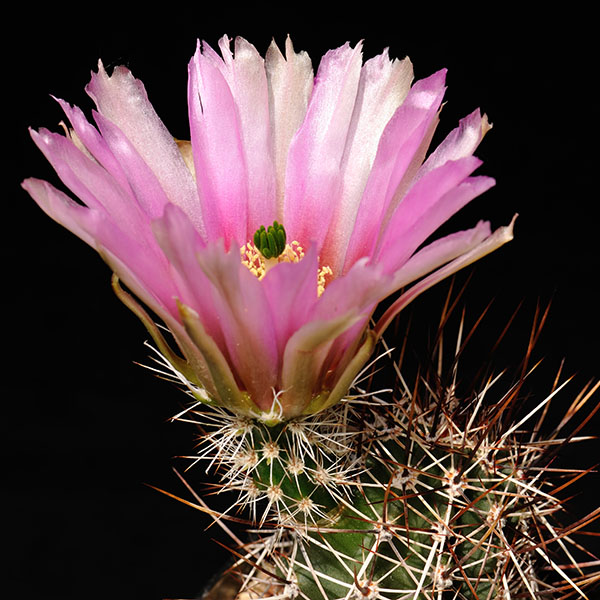 Echinocereus fendleri (N Benson, AZ)