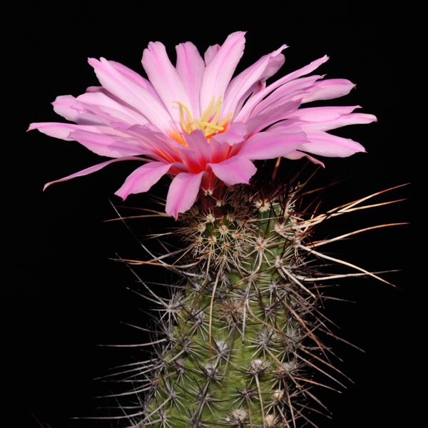 Echinocereus ferreirianus 'dark spines'