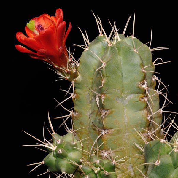 Echinocereus triglochidiatus (Corona, Torrance Co, NM)