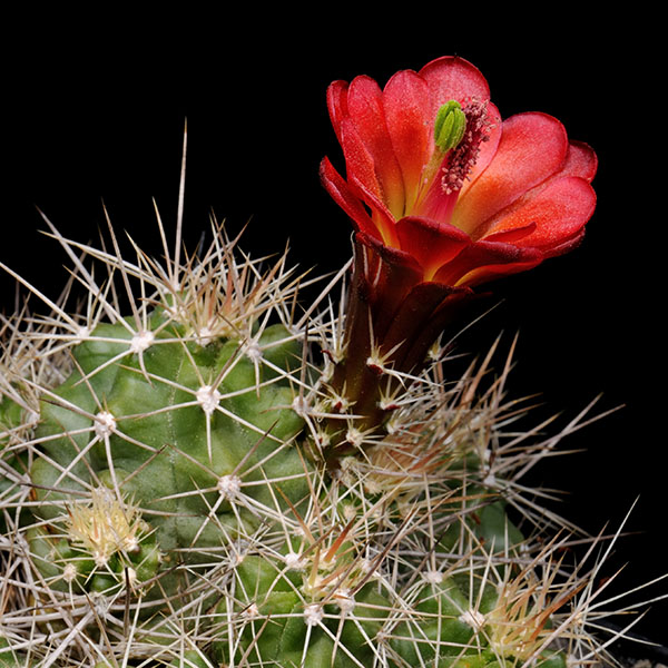 Echinocereus mojavensis (De Beque, CO)