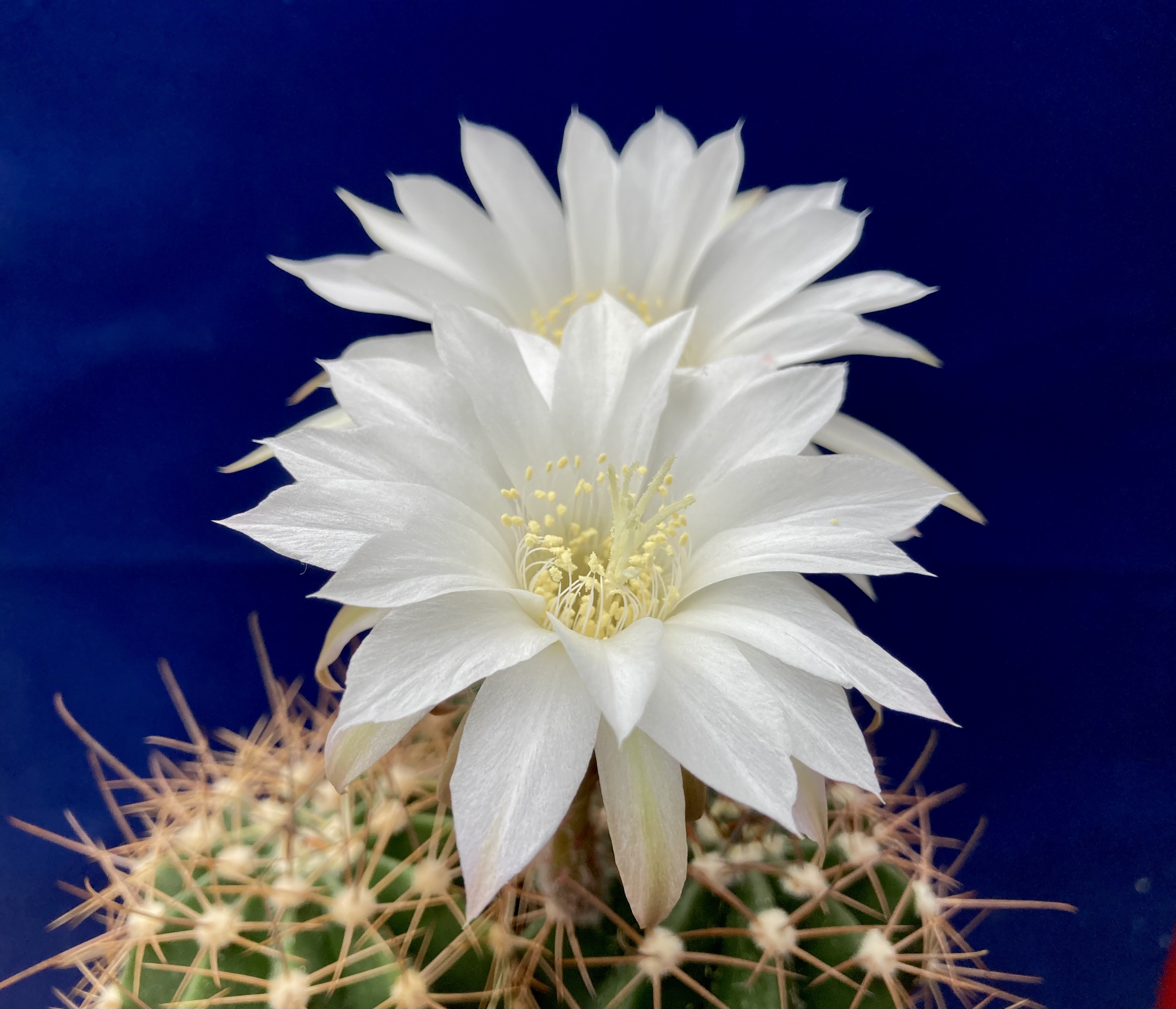Lobivia pilayensis MN 767  (S Pilaya, Bol) - 2
