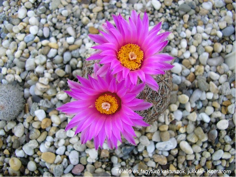 Escobaria vivipara LZ 42 (W Socorro, 1800m, NM)