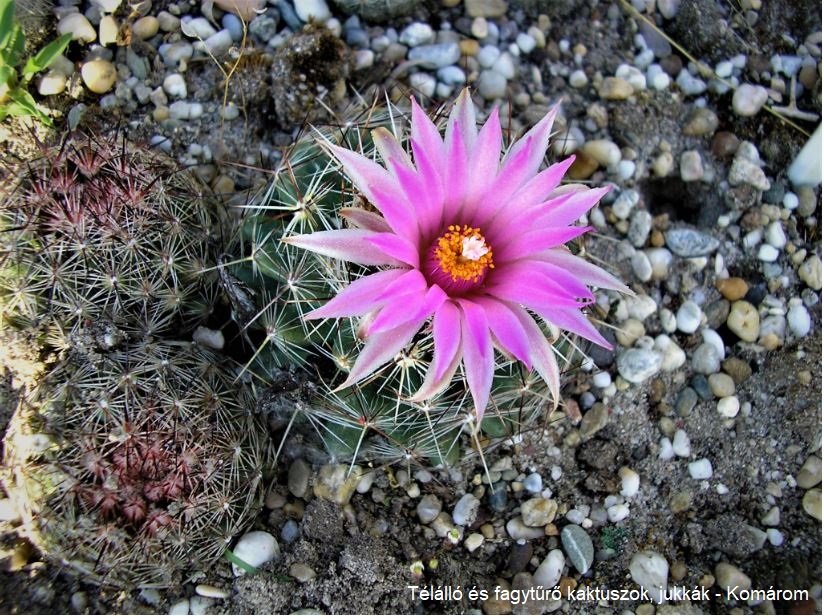 Escobaria vivipara SB 981 (Laramie Co, WY)