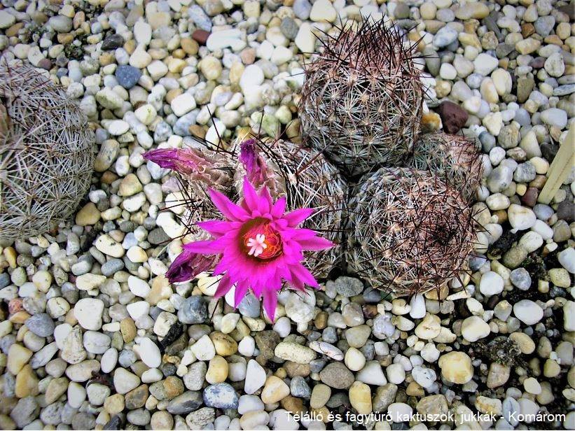 Escobaria vivipara v. borealis  (Manzano Mts, NM)