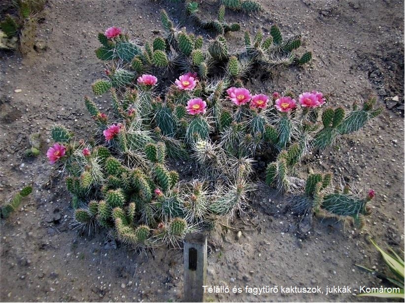 Opuntia polyacantha v. hystricina (Coconino Co, AZ) - 2
