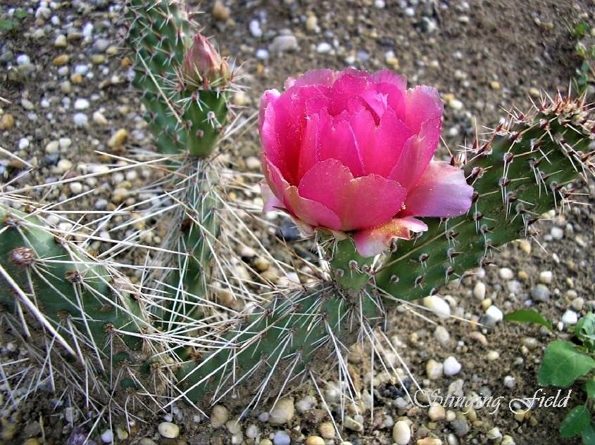 Opuntia polyacantha v. hystricina (Coconino Co, AZ)